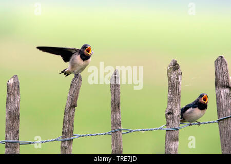 L'hirondelle rustique (Hirundo rustica), deux jeunes mendier de la nourriture, Pays-Bas Banque D'Images