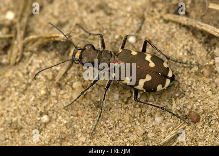 Tiger beetle dune (Cicindela hybrida), sur le sable, Pays-Bas Banque D'Images