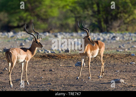 Black-faced Impala (Aepyceros melampus petersi, Aepyceros petersi), deux mâles, Namibie, Etosha National Park Banque D'Images