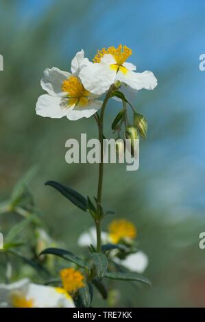 White Rock-rose (Helianthemum apenninum), blooming Banque D'Images