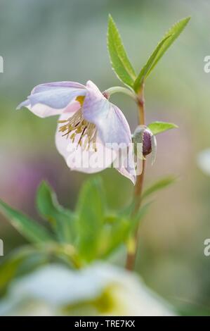 Lenten rose, Oriental hellebore Helleborus orientalis) (en fleurs, Banque D'Images