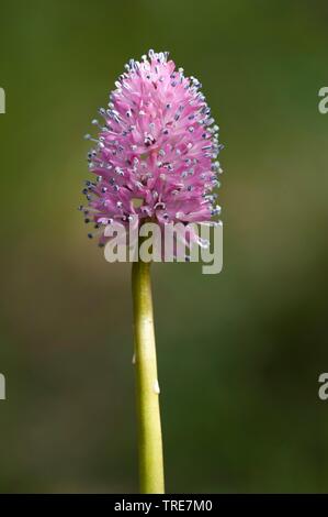 Stud Fleur, Rose des marais (Helonias bullata), inflorescence Banque D'Images