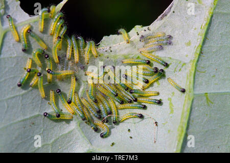 Large White (Pieris brassicae), des chenilles sur les feuilles de chou-rave, Allemagne Banque D'Images