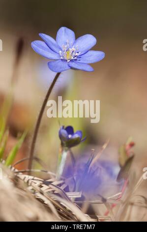 Hepatica, American liverleaf (Hepatica nobilis hépatique, anemone hepatica), blooming, Allemagne Banque D'Images