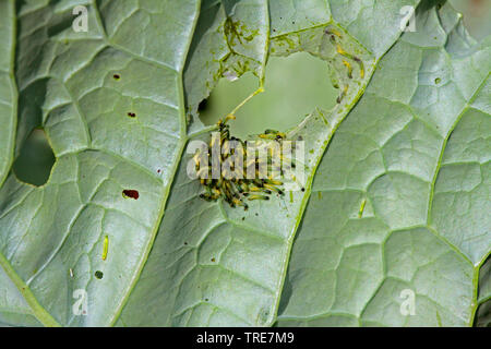 Large White (Pieris brassicae), des chenilles sur les feuilles de chou-rave, Allemagne Banque D'Images