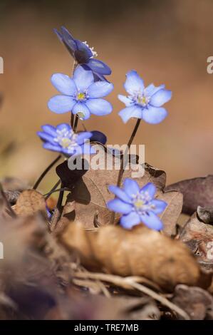 Hepatica, American liverleaf (Hepatica nobilis hépatique, anemone hepatica), blooming, Allemagne Banque D'Images