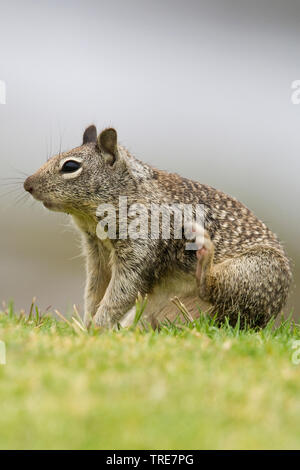 Le spermophile de Beechey, Californinan (Spermophilus beecheyi), au toilettage grassfield, États-Unis, Californie Banque D'Images