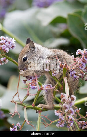 Le spermophile de Beechey, Californinan (Spermophilus beecheyi), les jeunes se nourrissent de fleurs, USA, Californie Banque D'Images