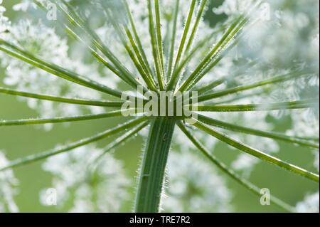 Cowparsnip Heracleum sphondylium montagne (ssp. elegans), détail de l'inflorescence, Allemagne Banque D'Images