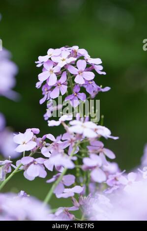 La dame-fusée, dame de la violette, roquette, Dame's rocket (Hesperis matronalis), blooming, Allemagne Banque D'Images