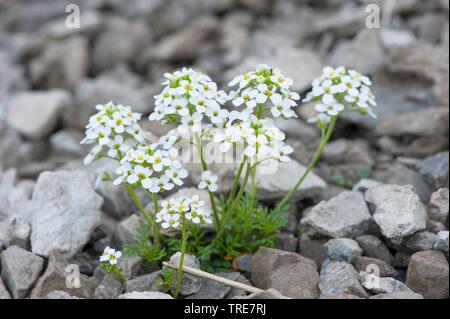 Cresson des Chamois, Chamois Grass (Hornungia Pritzelago alpina, alpina, Hutchinsia alpina, Iberidella alpina), blooming, Autriche Banque D'Images