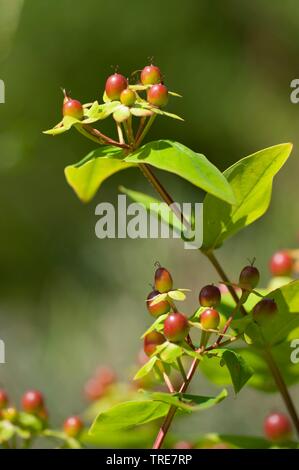 Tutsan (Hypericum androsaemum), la fructification Banque D'Images