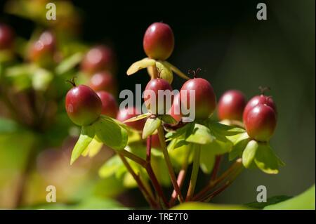 Tutsan (Hypericum androsaemum), la fructification Banque D'Images