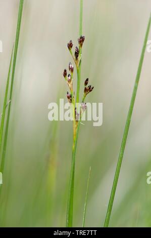 L'herbe noire, pointe-noire, pointe d'herbe de marais de sel (Juncus gerardii), inflorescence, Allemagne Banque D'Images