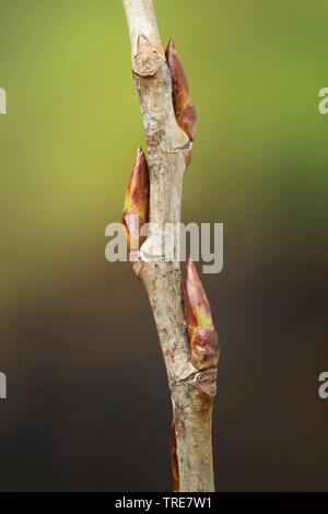 Le peuplier noir, baume de Gilead, peuplier noir (Populus nigra), branche avec bourgeons, Allemagne Banque D'Images