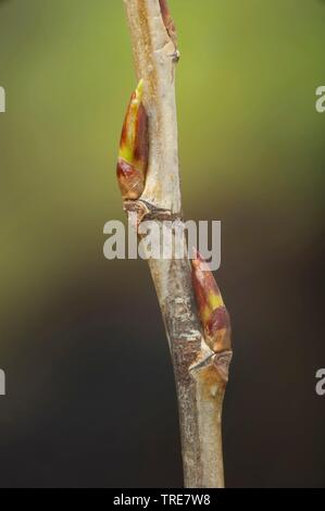 Le peuplier noir, baume de Gilead, peuplier noir (Populus nigra), branche avec bourgeons, Allemagne Banque D'Images