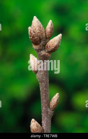 Le chêne commun, le chêne pédonculé, chêne pédonculé (Quercus robur. Quercus walkeri), branche avec bourgeons, Allemagne Banque D'Images