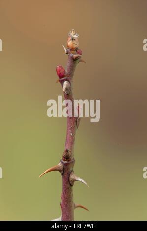 Dog rose (rosa canina), branche avec bourgeons, Allemagne Banque D'Images