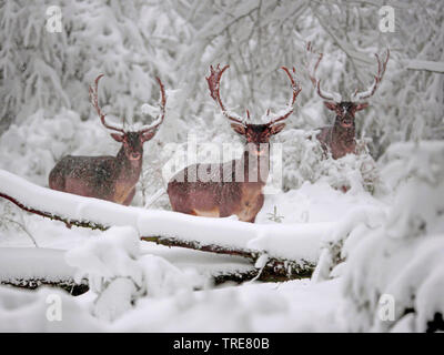 Le daim (Dama dama, Cervus dama), daims cerfs dans une forêt d'hiver enneigé, Danemark, Silkeborg Banque D'Images