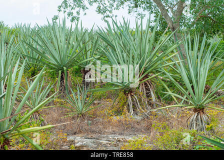 Plantes d'agave, pris dans l'Tecoh plantations, dans la péninsule du Yucatan Banque D'Images