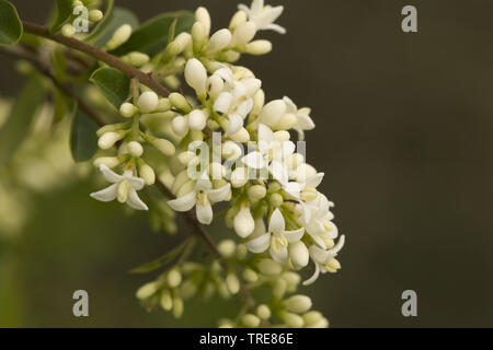 Troène commun, troène doré, troène, sauvages, prim'troène (Ligustrum vulgare), fleurs, Pays-Bas Banque D'Images