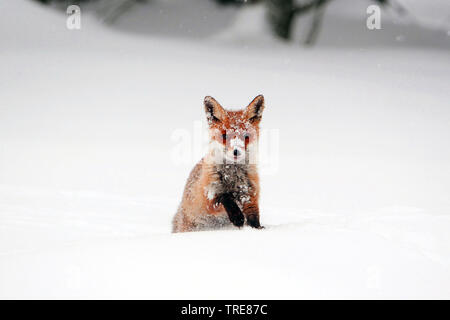 Le renard roux (Vulpes vulpes), assis dans la neige, vue de face, en République tchèque, Parc National Sumava Banque D'Images