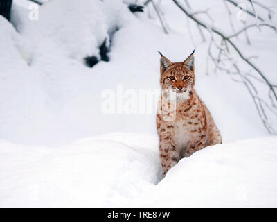 Le lynx (Lynx lynx lynx), les jeunes lynx dans la neige, l'Allemagne, la Saxe Banque D'Images