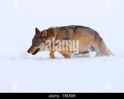 Le loup gris d'Europe (Canis lupus lupus), promenades dans la neige profonde, en République tchèque, Parc National Sumava Banque D'Images