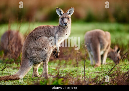 Le kangourou gris (Macropus giganteus), vigilante femelle, l'Australie, Victoria, le parc national Great Otway Banque D'Images