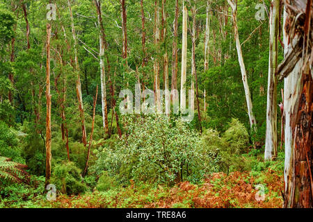 Eucalyptus (Eucalyptus gum, spec.), la forêt au printemps, l'Australie, Victoria, Great Otway National Park Banque D'Images