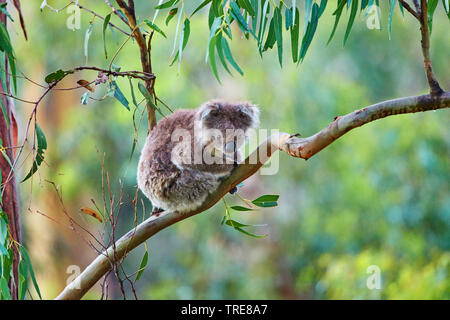 Koala, Le Koala (Phascolarctos cinereus), siège un gum tree, l'Australie, Victoria, Great Otway National Park Banque D'Images