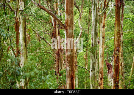 Eucalyptus (Eucalyptus gum, spec.), la forêt au printemps, l'Australie, Victoria, Great Otway National Park Banque D'Images