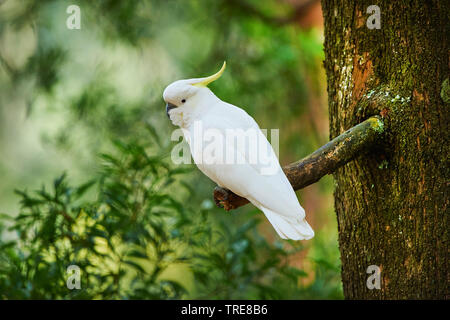 Teneur en soufre cacatoès soufré (Cacatua galerita), est assis sur un arbre, l'Australie, Victoria, Dandenong Ranges National Park Banque D'Images