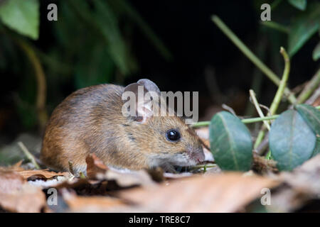 Souris en bois à longue queue, la souris sur le terrain (Apodemus sylvaticus), en quête de jardin, Pays-Bas Banque D'Images