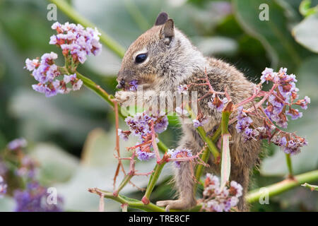 Le spermophile de Beechey, Californinan (Spermophilus beecheyi), les jeunes se nourrissent de fleurs, USA, Californie Banque D'Images