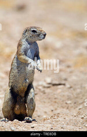 L'Afrique du Sud, Cape de spermophile du Columbia (Geosciurus inauris, HA83 inauris), homme , la Namibie, Etosha National Park Banque D'Images