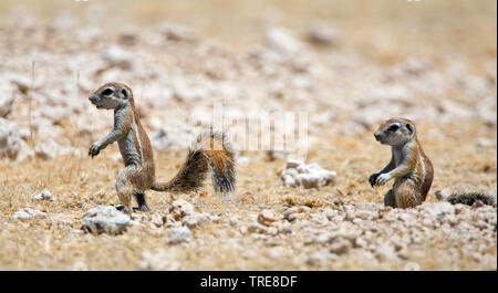 L'Afrique du Sud, Cape de spermophile du Columbia (Geosciurus inauris, HA83 inauris), deux jeunes, Namibie, Etosha National Park Banque D'Images