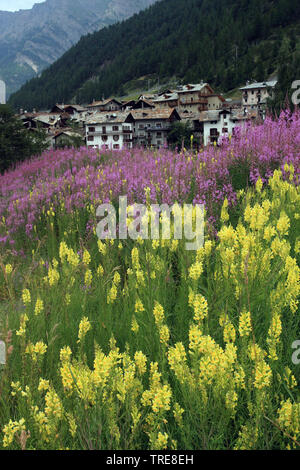 Linaire vulgaire, la linaire jaune, ramsted, le beurre et les oeufs (Linaria vulgaris), et de la salicaire en face de montagnes et village, Italie, Parc National du Gran Paradiso Banque D'Images