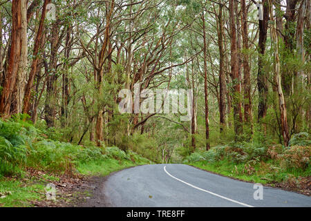 Eucalyptus (Eucalyptus gum, spec.), route à travers une forêt d'arbres de gomme au printemps, l'Australie, Victoria, Great Otway National Park Banque D'Images