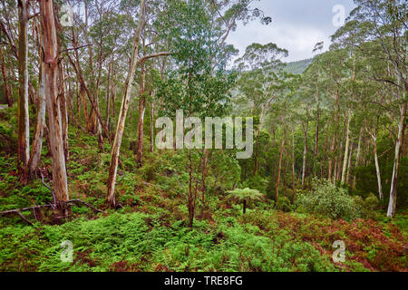 Eucalyptus (Eucalyptus gum, spec.), Gum Tree (Eucalyptus) forêt au printemps, l'Australie, Victoria, Great Otway National Park Banque D'Images