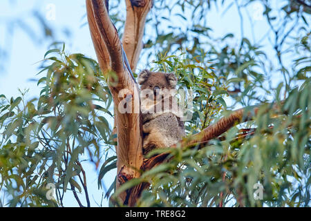 Koala, Le Koala (Phascolarctos cinereus), assis dans un eucalytus tree, l'Australie, Victoria, le parc national Great Otway Banque D'Images