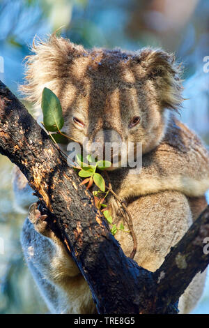 Koala, Le Koala (Phascolarctos cinereus), assis dans un eucalytus tree et manger des feuilles, vue de face, l'Australie, Victoria, Great Otway National Park Banque D'Images