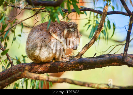 Koala, Le Koala (Phascolarctos cinereus), se reposant dans un arbre d'eucalyptus, vue de côté, l'Australie, Victoria, Great Otway National Park Banque D'Images