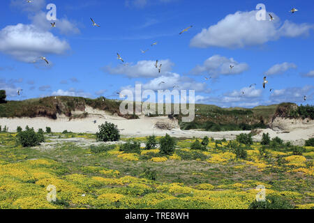 Colonie de goélands dans les dunes de Schouwen-Duiveland, Pays-Bas Banque D'Images