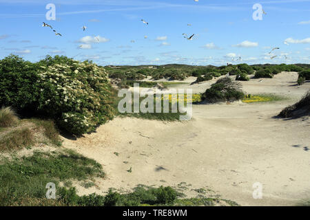 Colonie de goélands dans les dunes de Schouwen-Duiveland, Pays-Bas Banque D'Images