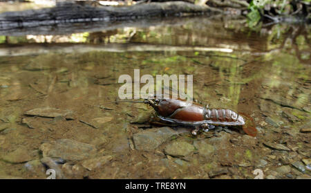 L'écrevisse signal (Pacifastacus leniusculus), en eau peu profonde, Belgique Banque D'Images