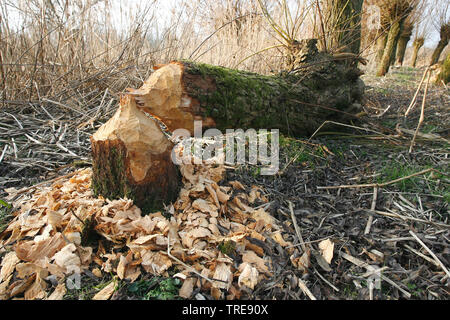 Le castor d'Eurasie, castor européen (Castor fiber), dommages-intérêts, castor arbre abattu par les castors, les Pays-Bas, le parc national De Biesbosch Banque D'Images