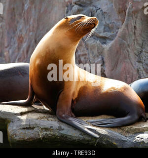 Lion de mer de Californie (Zalophus californianus), femme en train de bronzer sur un rocher dans un zoo, side view Banque D'Images