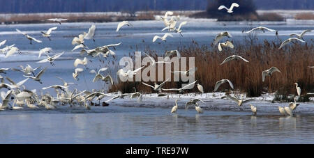 Grande Aigrette Grande Aigrette (Egretta alba, Casmerodius albus, Ardea alba), colonie à un lac en hiver, aux Pays-Bas, le parc national De Biesbosch Banque D'Images