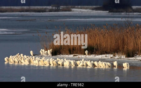 Grande Aigrette Grande Aigrette (Egretta alba, Casmerodius albus, Ardea alba), colonie à un lac en hiver, aux Pays-Bas, le parc national De Biesbosch Banque D'Images